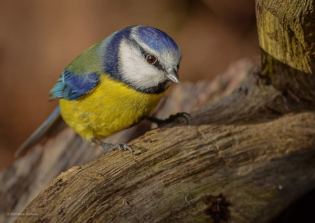 Blue Tit