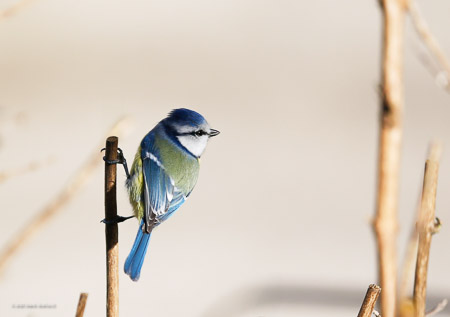 Blue Tit